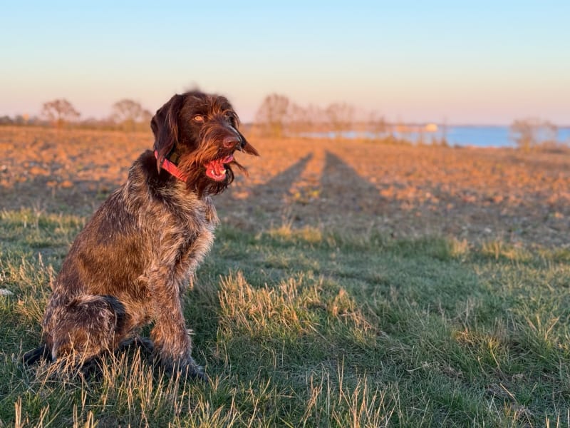 Peggy el GWP