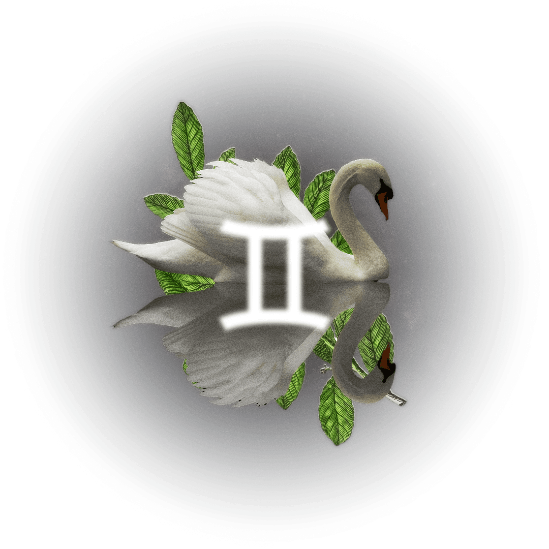 Image may contain Animal Bird and Swan