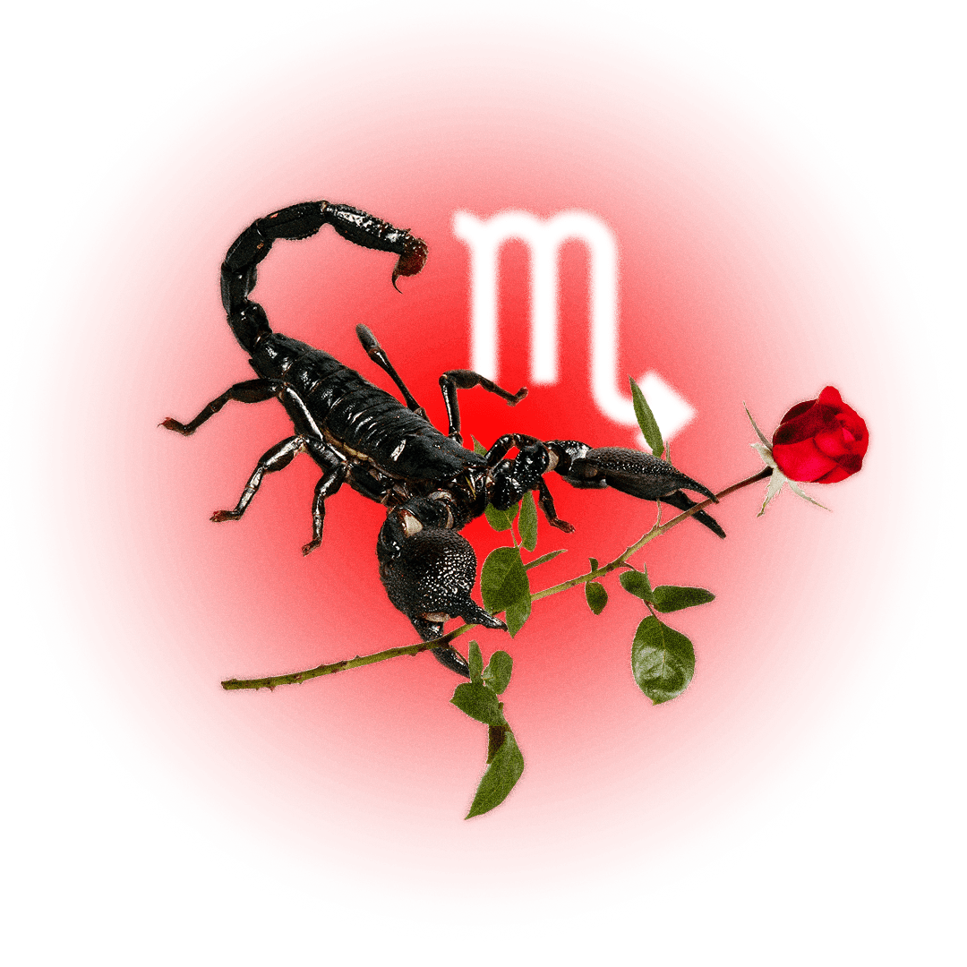 Image may contain Animal Insect and Invertebrate
