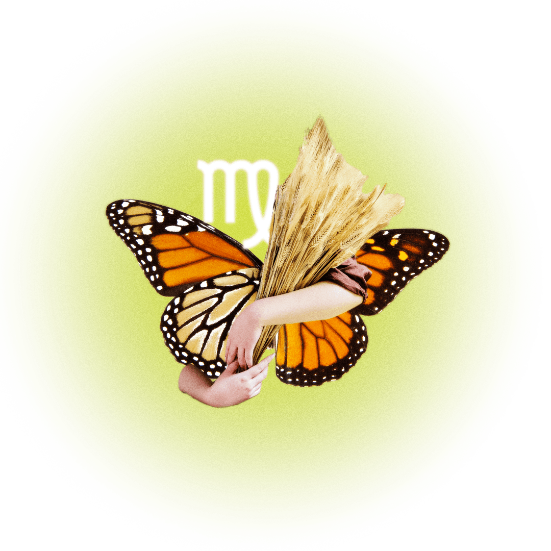 Image may contain Plate Animal Butterfly Insect Invertebrate and Monarch