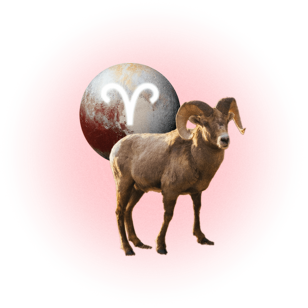 Image may contain Sphere Animal Livestock Mammal Sheep and Plate